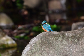 Common Kingfisher Nagahama Park Wed, 3/27/2024