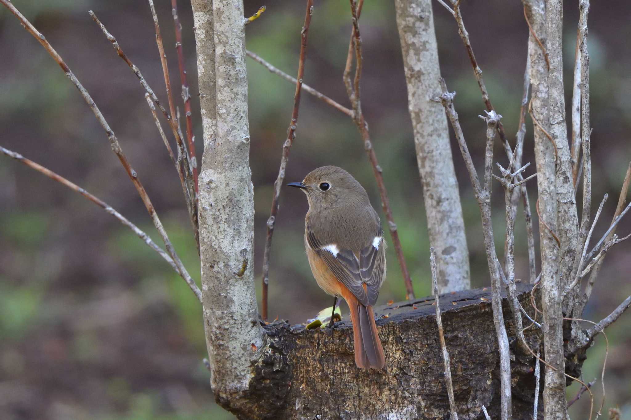 Daurian Redstart