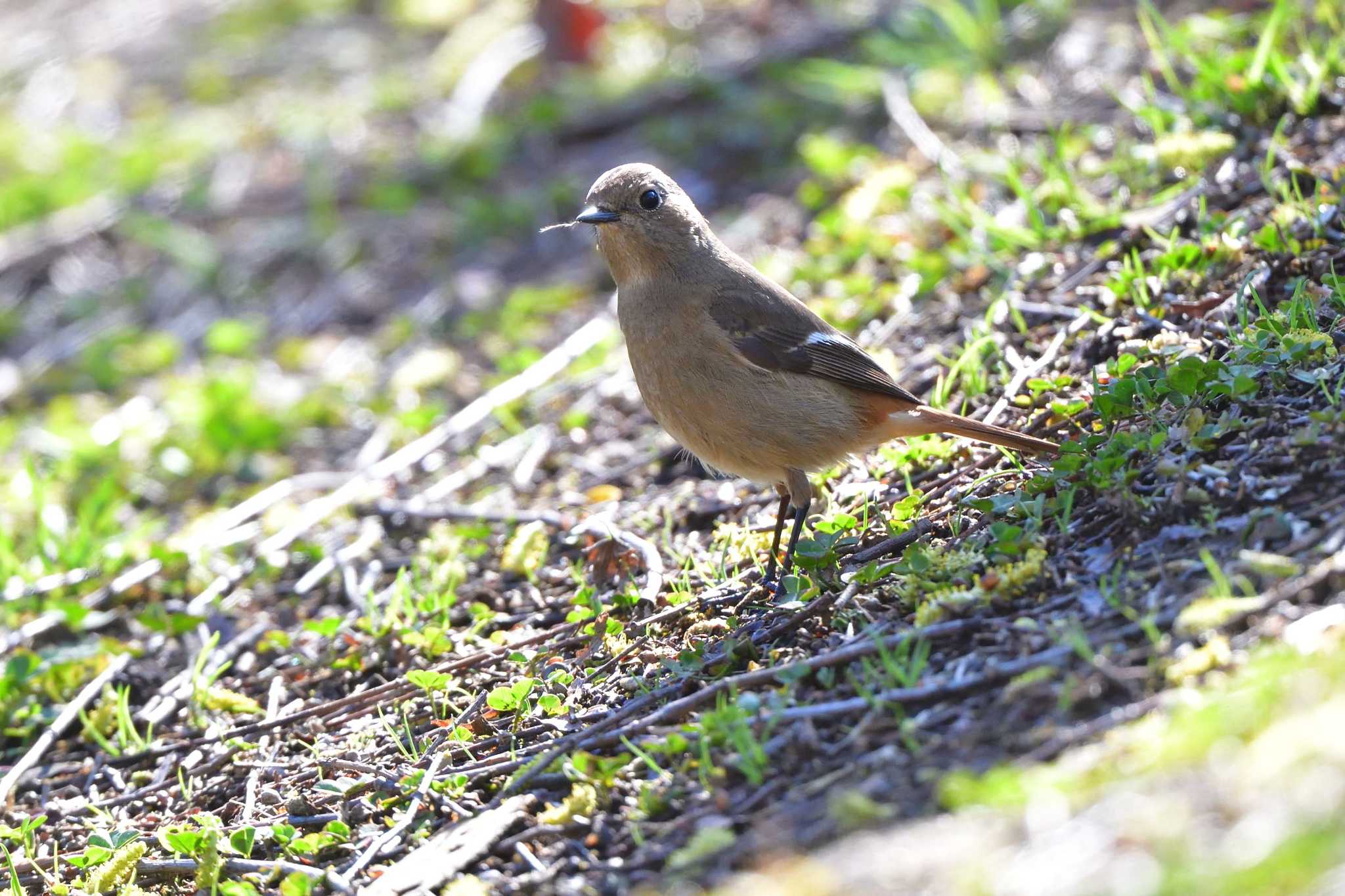 Photo of Daurian Redstart at Nagahama Park by やなさん