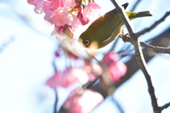 メジロ 長浜公園 2024年3月27日(水)