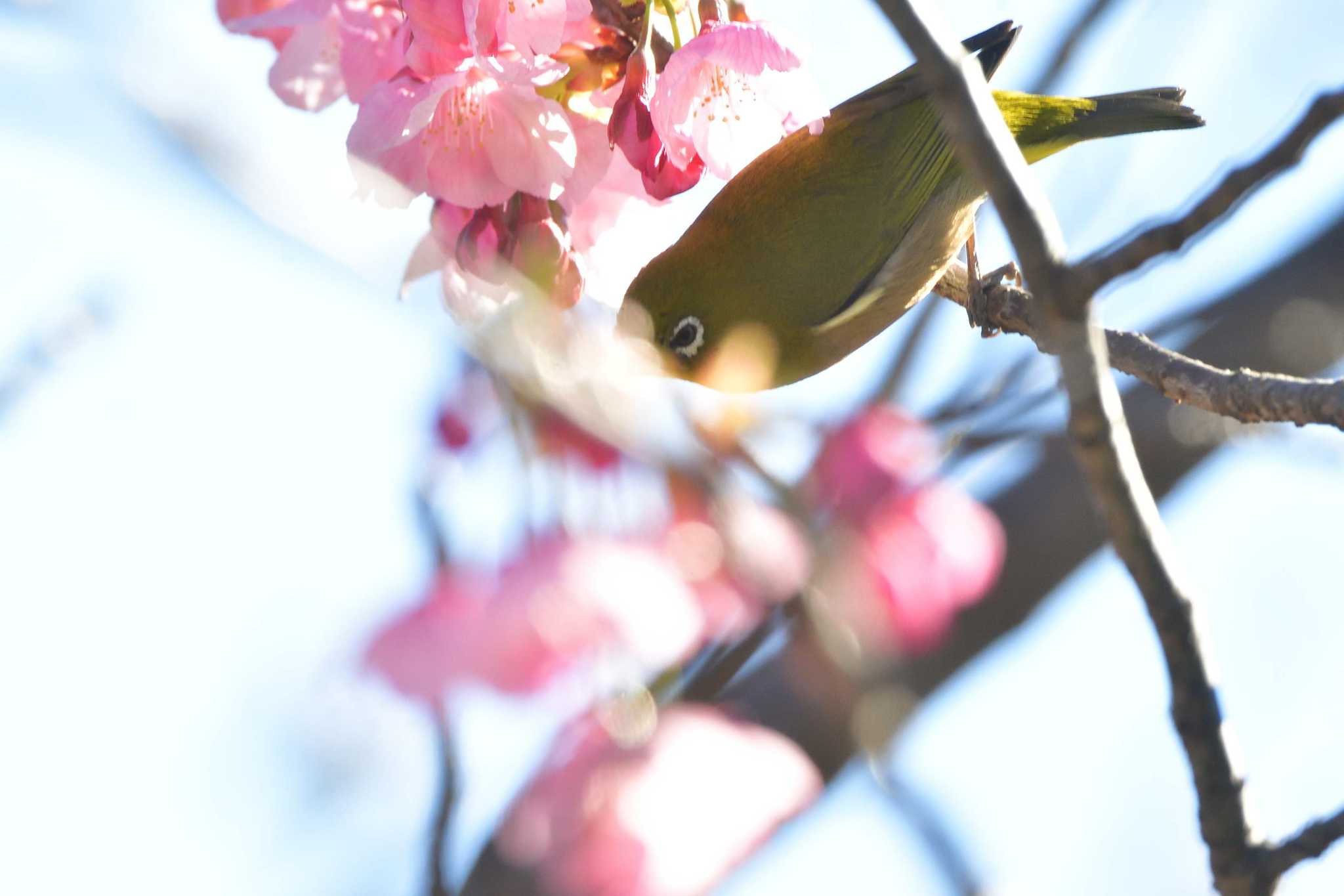 Warbling White-eye