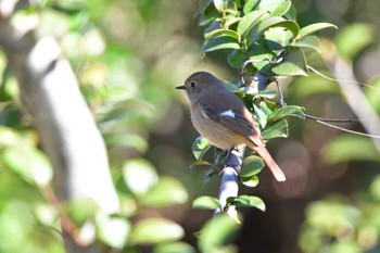 Daurian Redstart Nagahama Park Wed, 3/27/2024