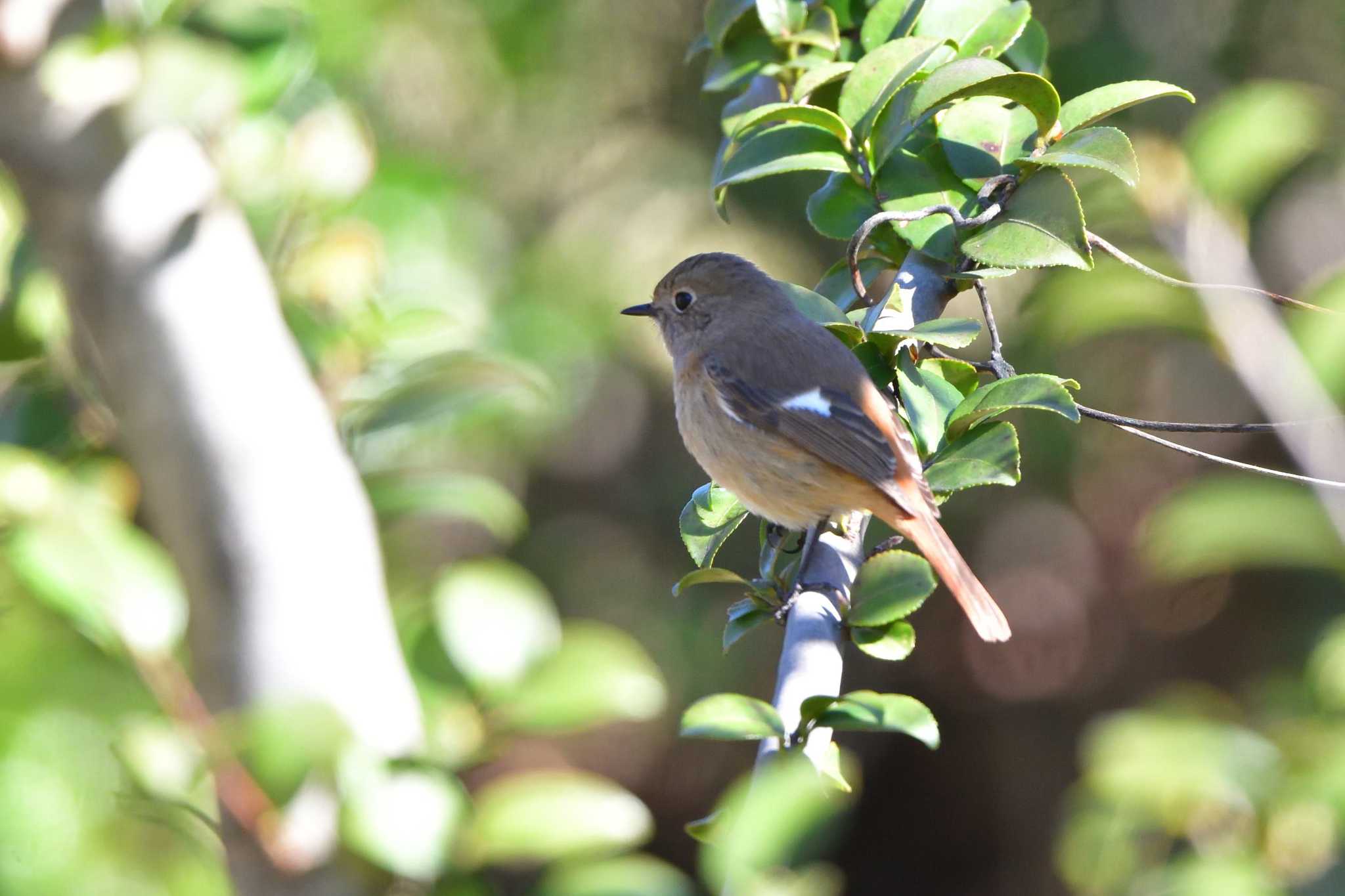 Daurian Redstart