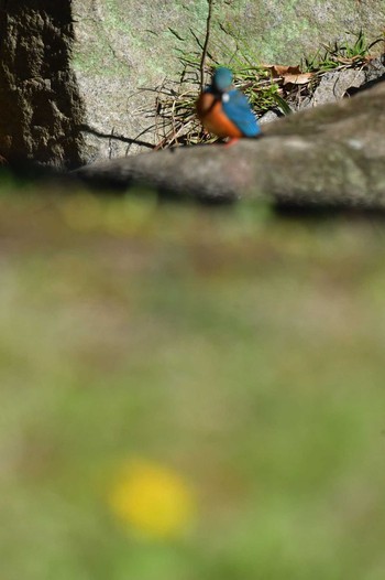 Common Kingfisher Nagahama Park Wed, 3/27/2024