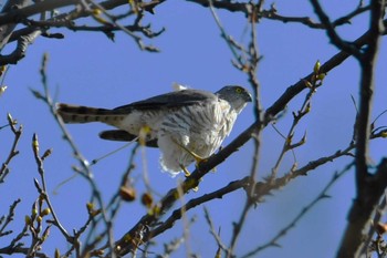 Japanese Sparrowhawk Hikarigaoka Park Fri, 3/29/2024