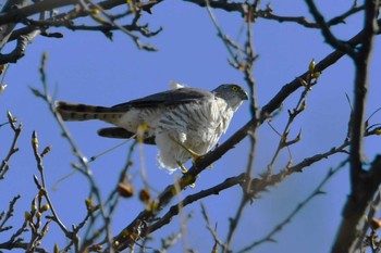 ツミ 光が丘公園 2024年3月29日(金)