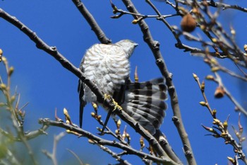 Japanese Sparrowhawk Hikarigaoka Park Fri, 3/29/2024