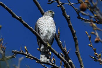 Japanese Sparrowhawk Hikarigaoka Park Fri, 3/29/2024