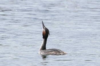 Great Crested Grebe Choshi Fishing Port Sat, 3/2/2024