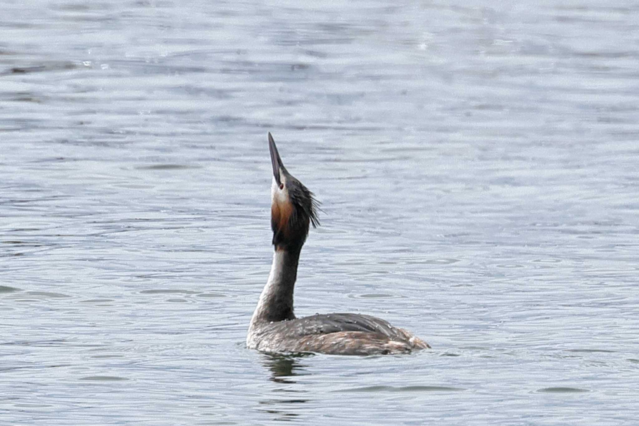 Great Crested Grebe