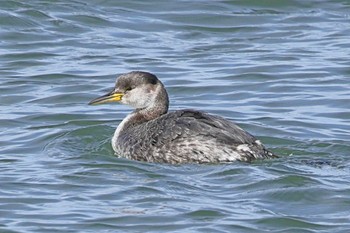 Red-necked Grebe Choshi Fishing Port Sat, 3/2/2024