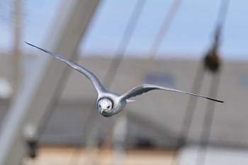 Black-legged Kittiwake Choshi Fishing Port Sat, 3/2/2024