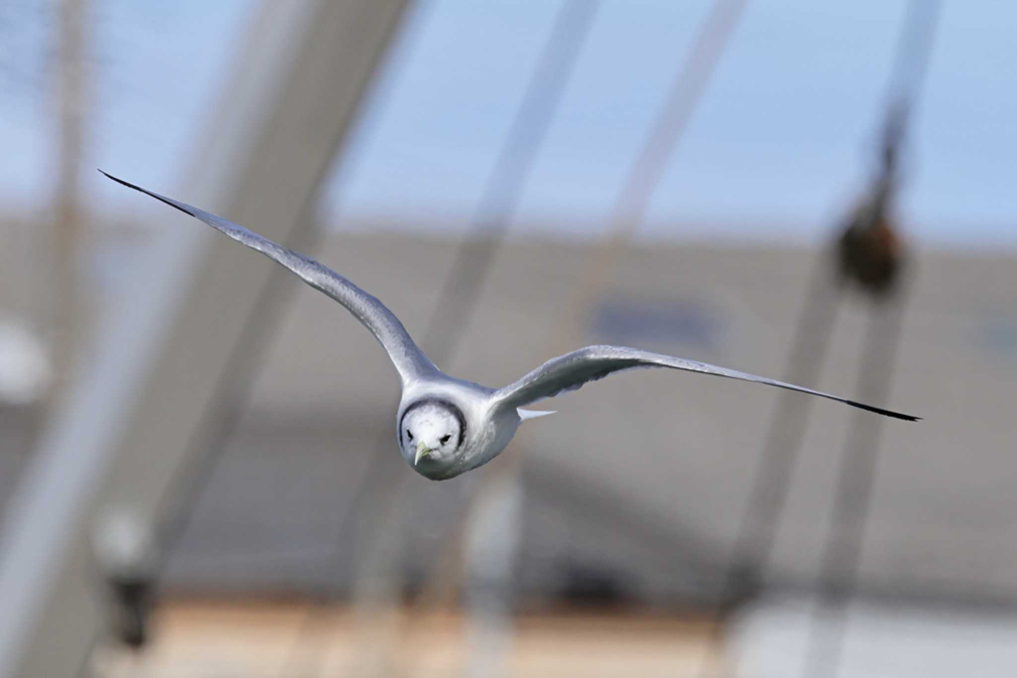 Photo of Black-legged Kittiwake at Choshi Fishing Port by yasu