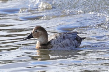 Canvasback Choshi Fishing Port Sat, 3/2/2024