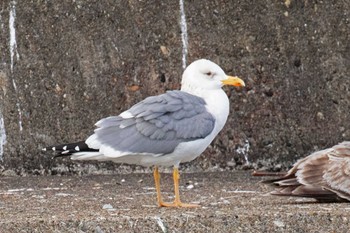 ニシセグロカモメ 銚子漁港 2024年3月2日(土)