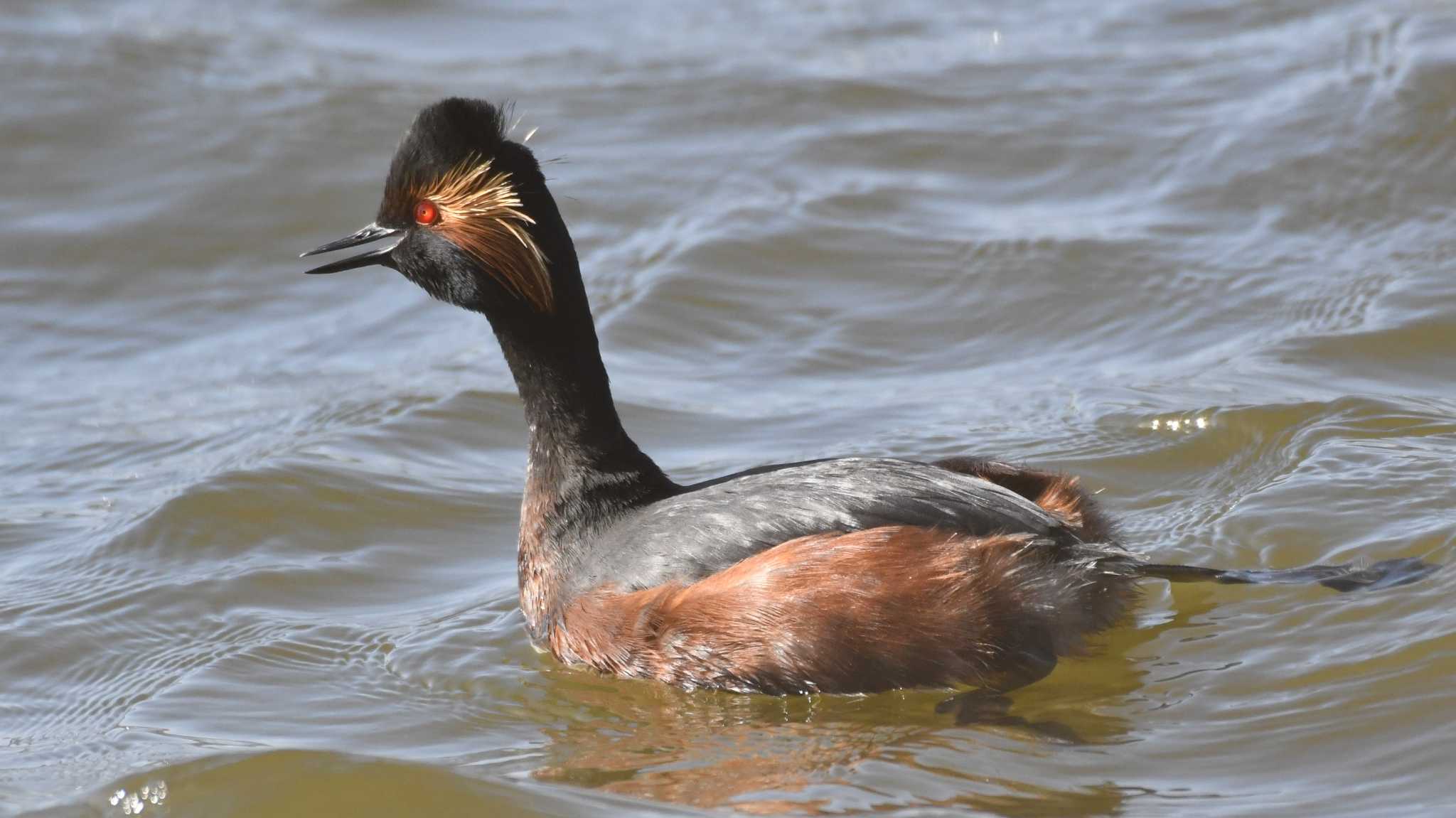 Photo of Black-necked Grebe at 長野県佐久市 by ao1000