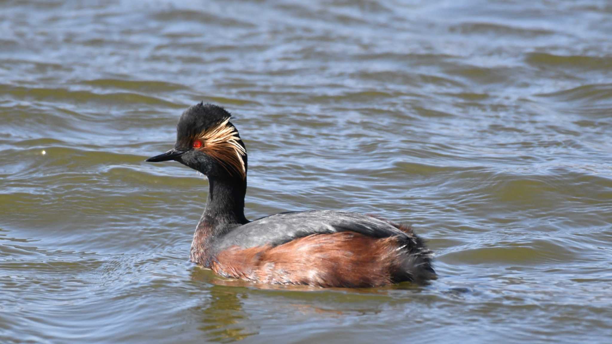 Photo of Black-necked Grebe at 長野県佐久市 by ao1000