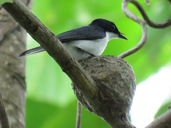 Moluccan Flycatcher