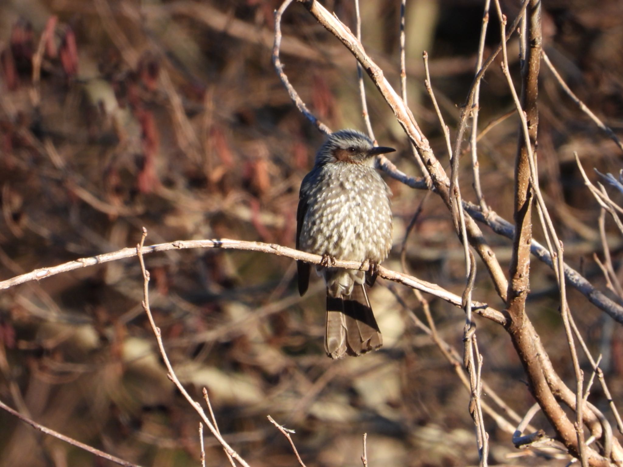 Brown-eared Bulbul