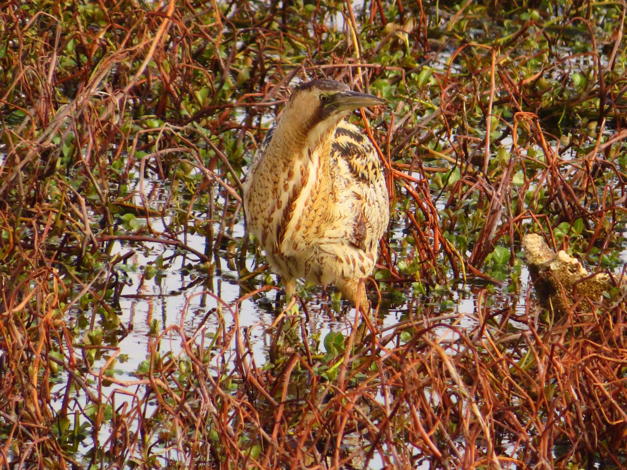 Eurasian Bittern