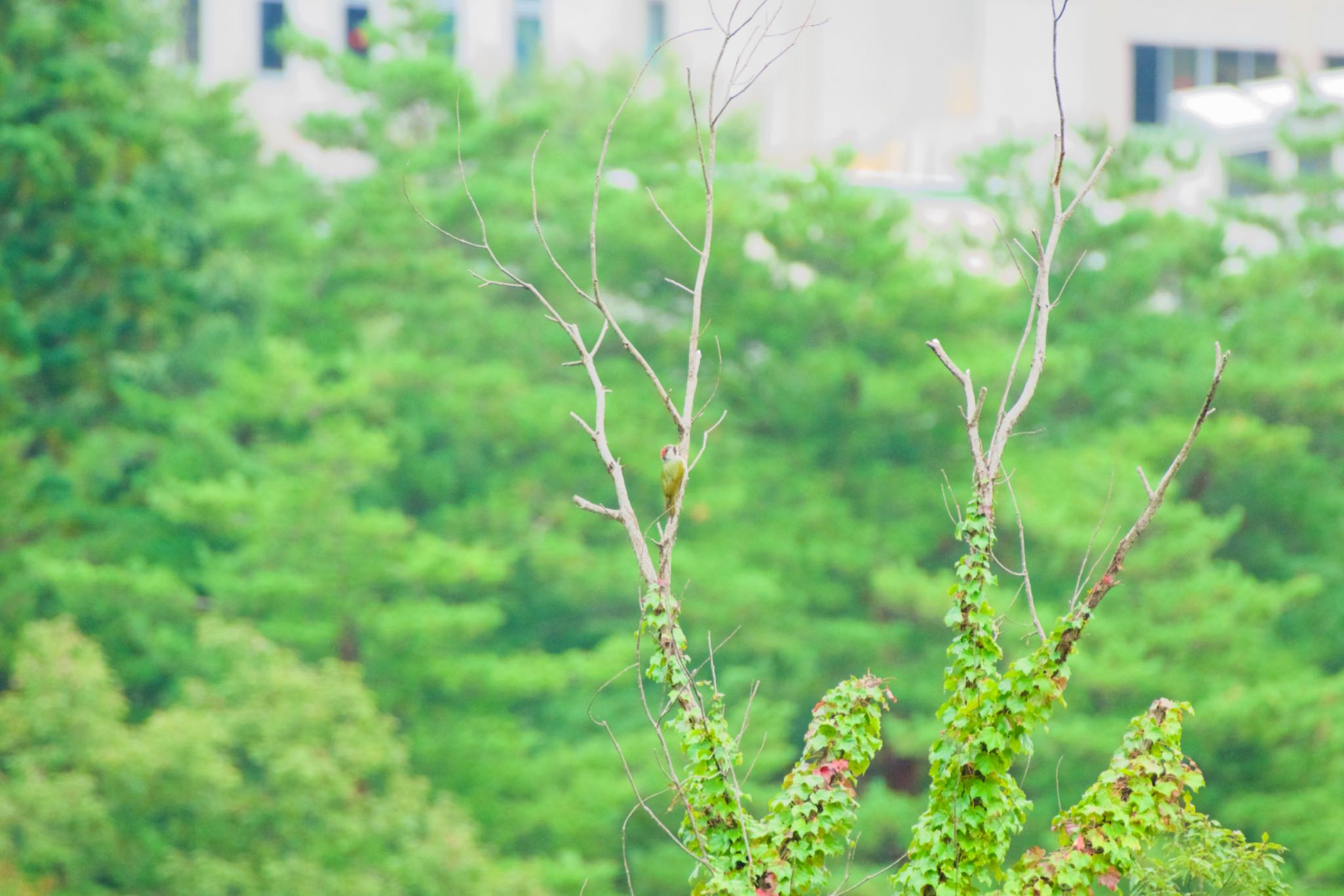 Photo of Japanese Green Woodpecker at 福島市信夫山 by 015