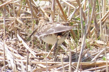 Common Snipe 上谷沼調整池 Sat, 3/30/2024