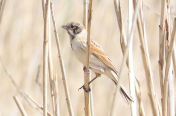 Common Reed Bunting 上谷沼調整池 Sat, 3/30/2024