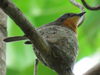 Moluccan Flycatcher インドネシア　ハルマヘラ島 Mon, 7/31/2017