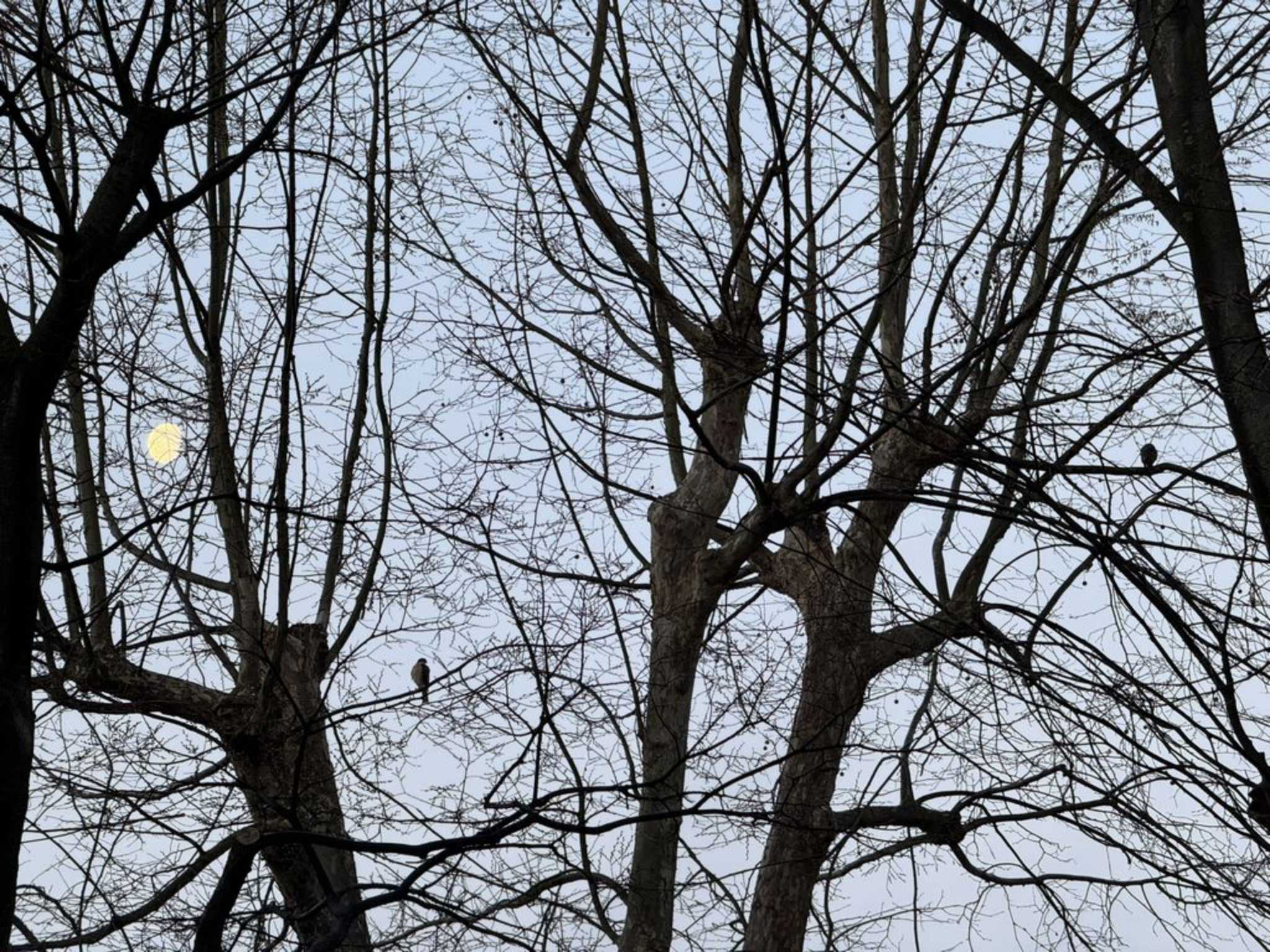 Japanese Sparrowhawk