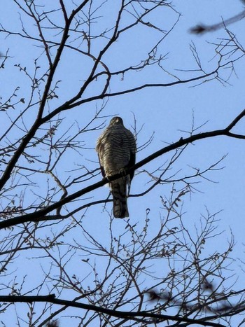 Japanese Sparrowhawk MFχ(23区西部) Sat, 3/30/2024