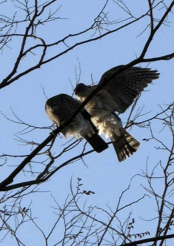 Japanese Sparrowhawk MFχ(23区西部) Sat, 3/30/2024