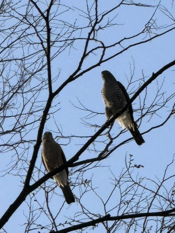 Japanese Sparrowhawk MFχ(23区西部) Sat, 3/30/2024