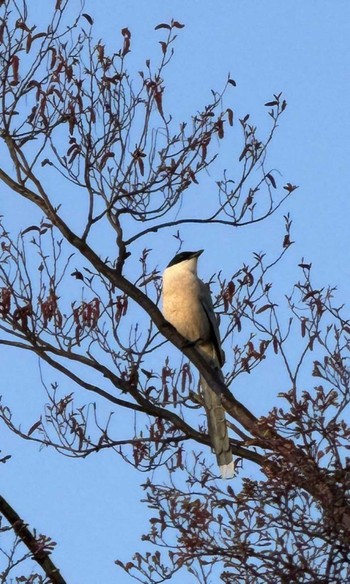 Azure-winged Magpie MFχ(23区西部) Sat, 3/30/2024