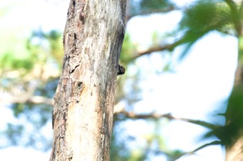 2021年10月10日(日) 男沼の野鳥観察記録