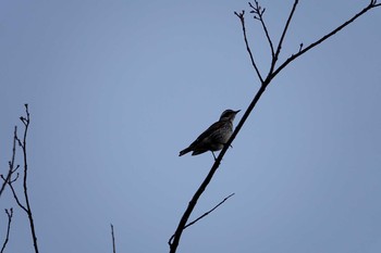 Dusky Thrush Koyaike Park Tue, 12/18/2018