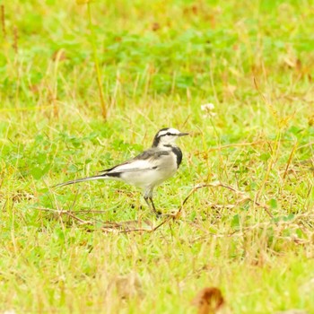 2021年10月9日(土) 福島市信夫山 他の野鳥観察記録