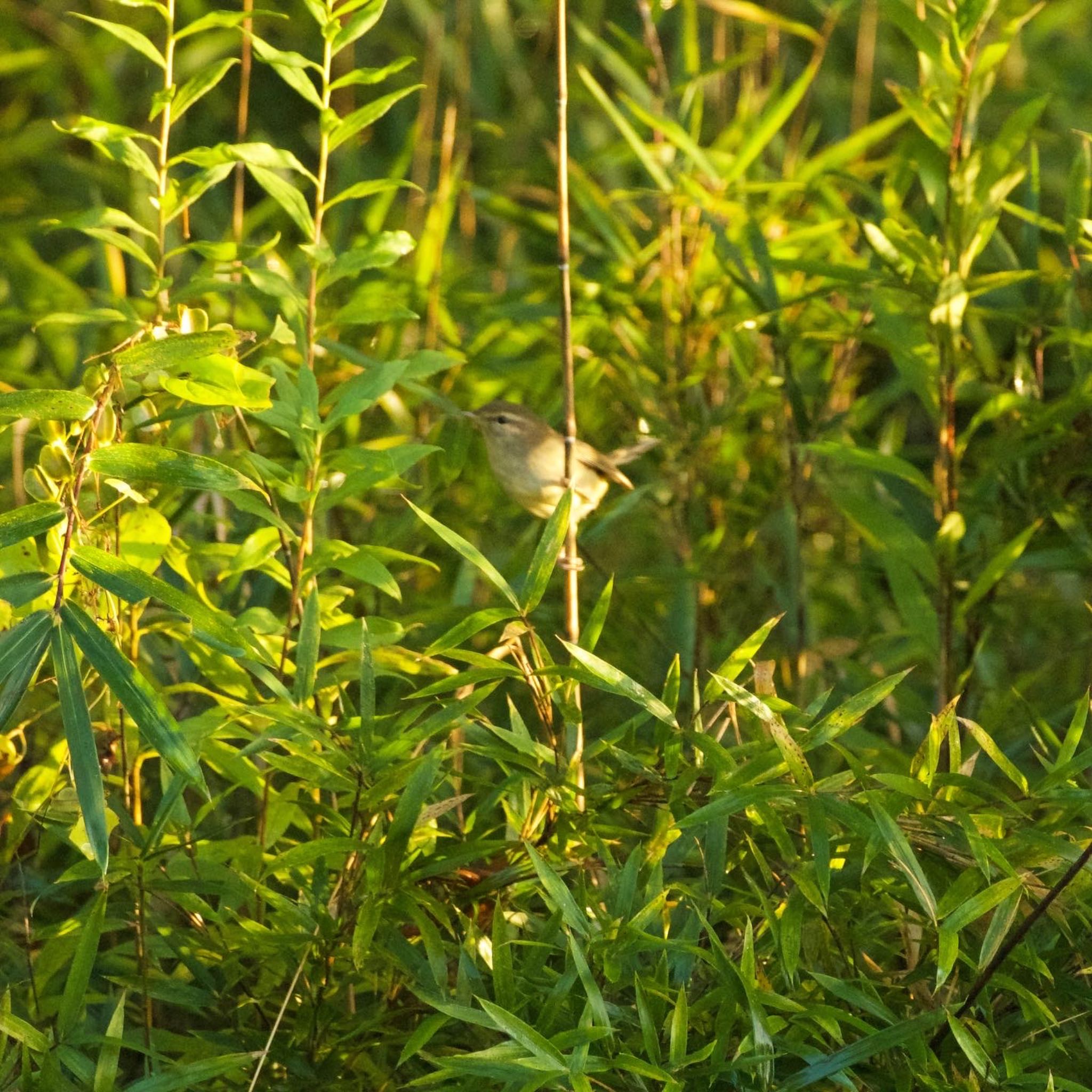 Photo of Japanese Bush Warbler at 福島市信夫山 by 015