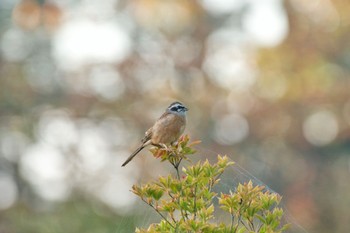 Thu, 10/14/2021 Birding report at 福島市信夫山