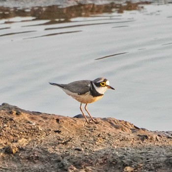 Little Ringed Plover Bueng Boraphet Bird Park Wed, 3/13/2024