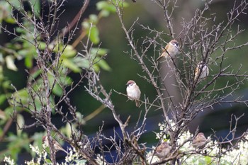 2021年10月17日(日) 福島市信夫山の野鳥観察記録