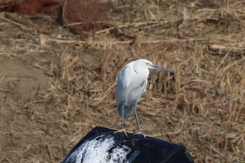 Little Egret North Inba Swamp Sat, 1/27/2024