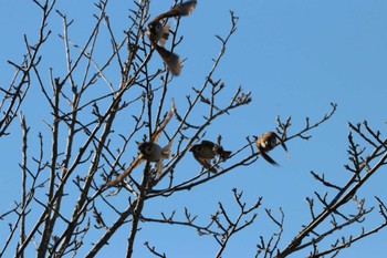 Eurasian Tree Sparrow Unknown Spots Sat, 1/27/2024