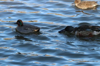 Northern Shoveler Unknown Spots Sat, 1/27/2024