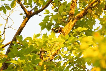 2021年10月18日(月) 福島市信夫山の野鳥観察記録