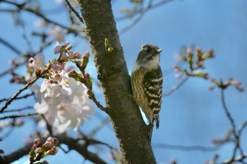 コゲラ 鶴舞公園(名古屋) 2024年3月29日(金)