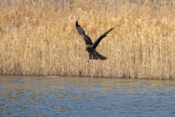 トビ 葛西臨海公園 2024年3月16日(土)