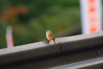 Meadow Bunting 福島市信夫山 Wed, 10/20/2021