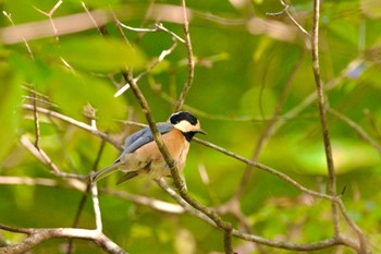 Varied Tit 福島市信夫山 Wed, 10/20/2021