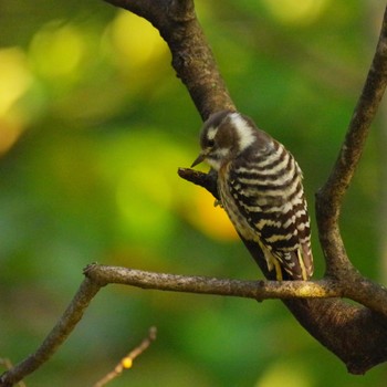 Japanese Pygmy Woodpecker 福島市信夫山 Wed, 10/20/2021