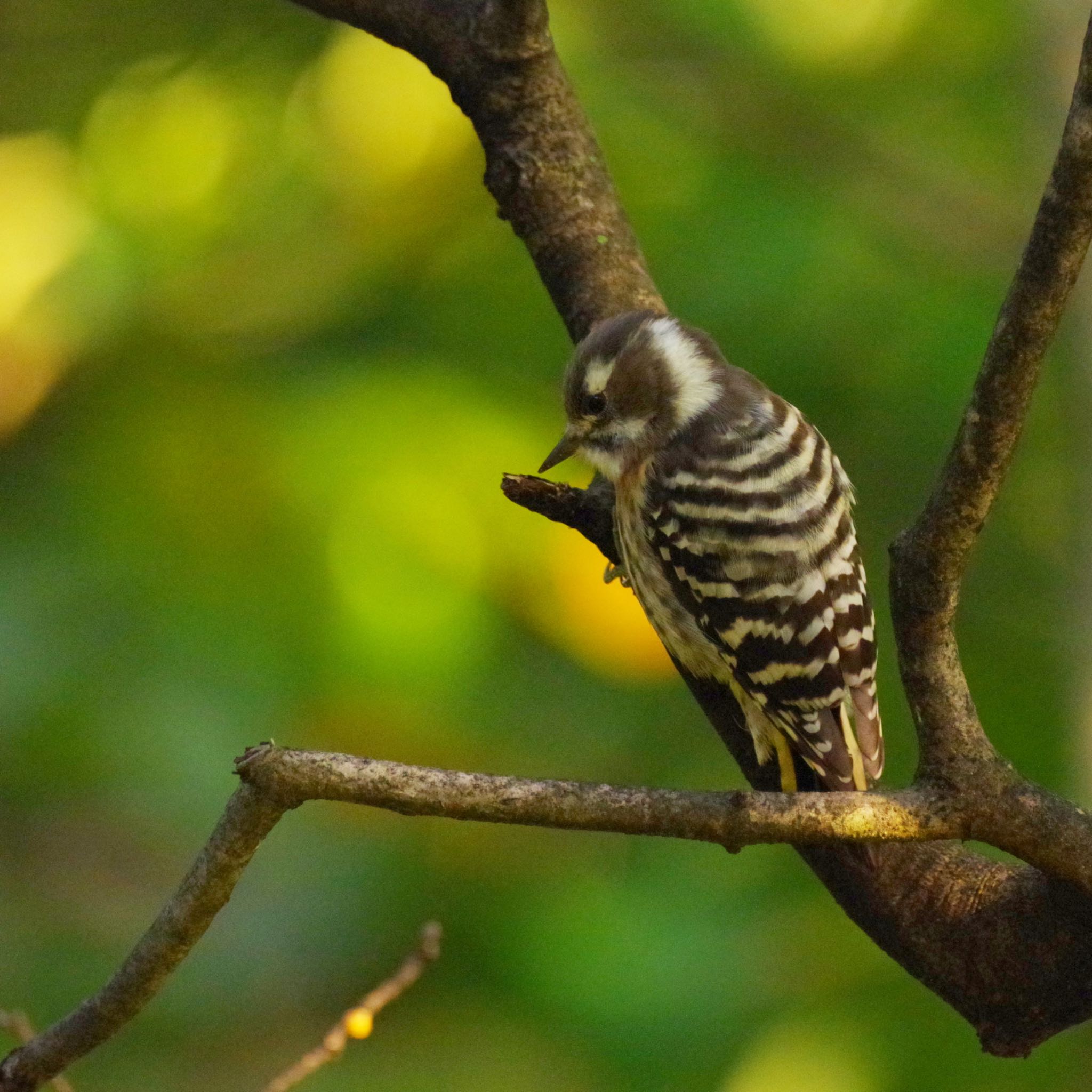 Photo of Japanese Pygmy Woodpecker at 福島市信夫山 by 015